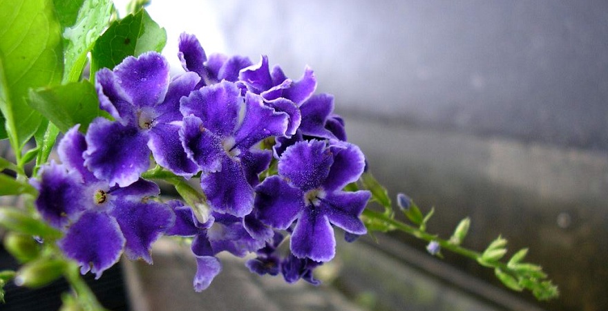 "Duranta"