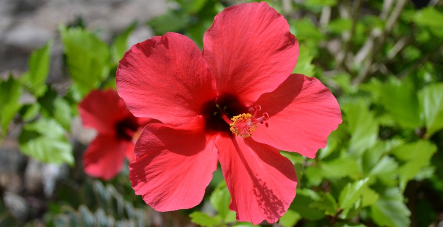 "Hibiskus"