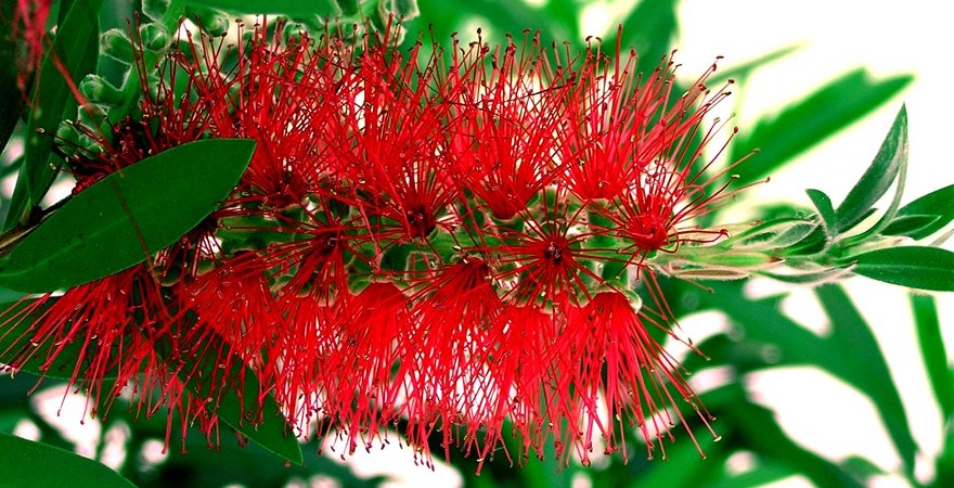 "Kalistemon"